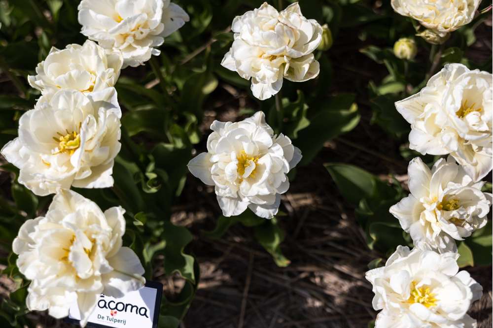 Tulipan 'Mount Tacoma'